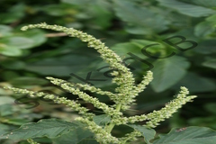 Amaranthus spinosus